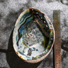 Abalone-Shell-XL-Maison-Etherique-Dubai-1 - Maison Éthérique