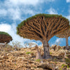 Dragon's blood trees