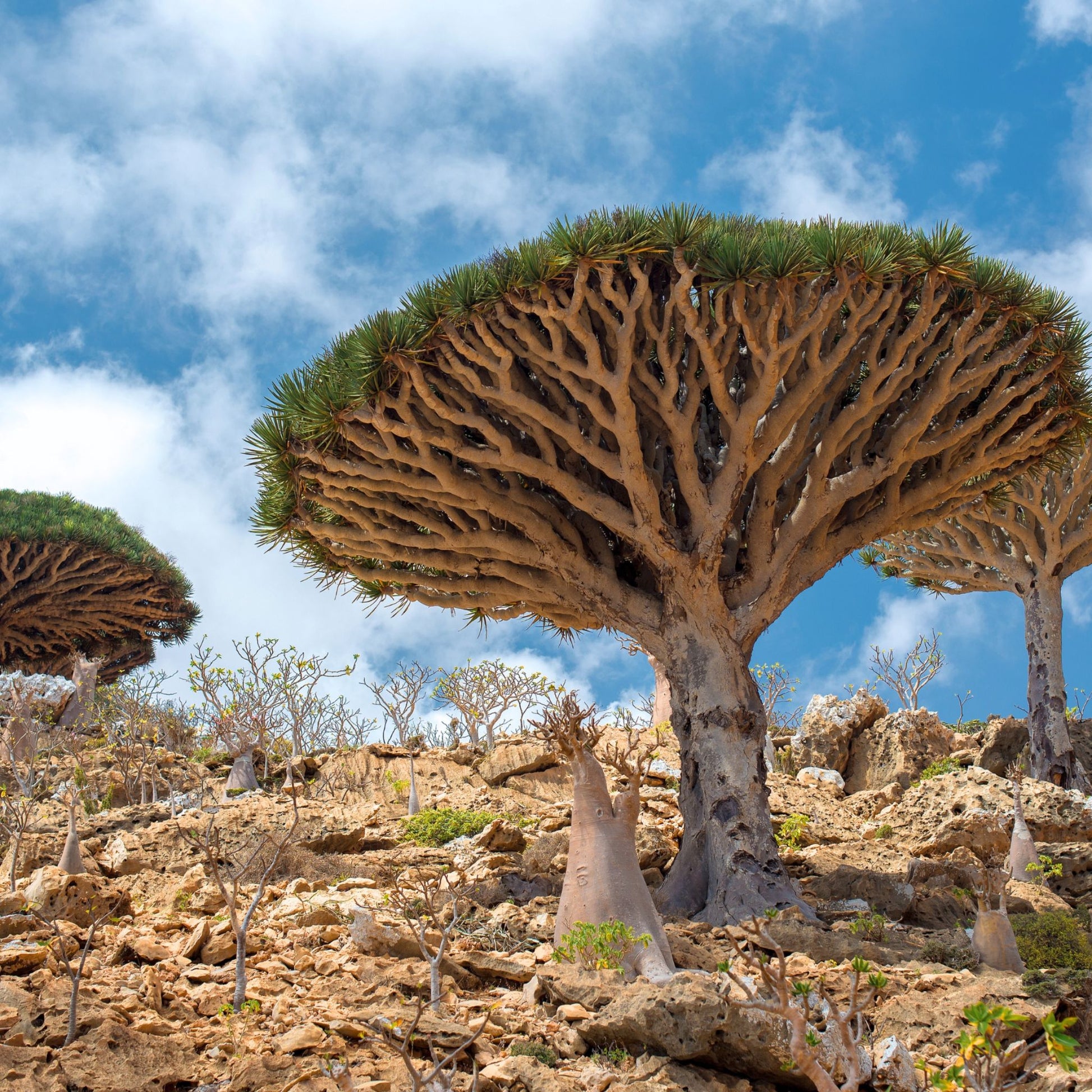 Dragon's blood trees