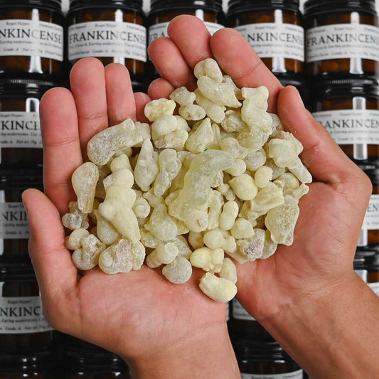 A handful od Hojari frankincense