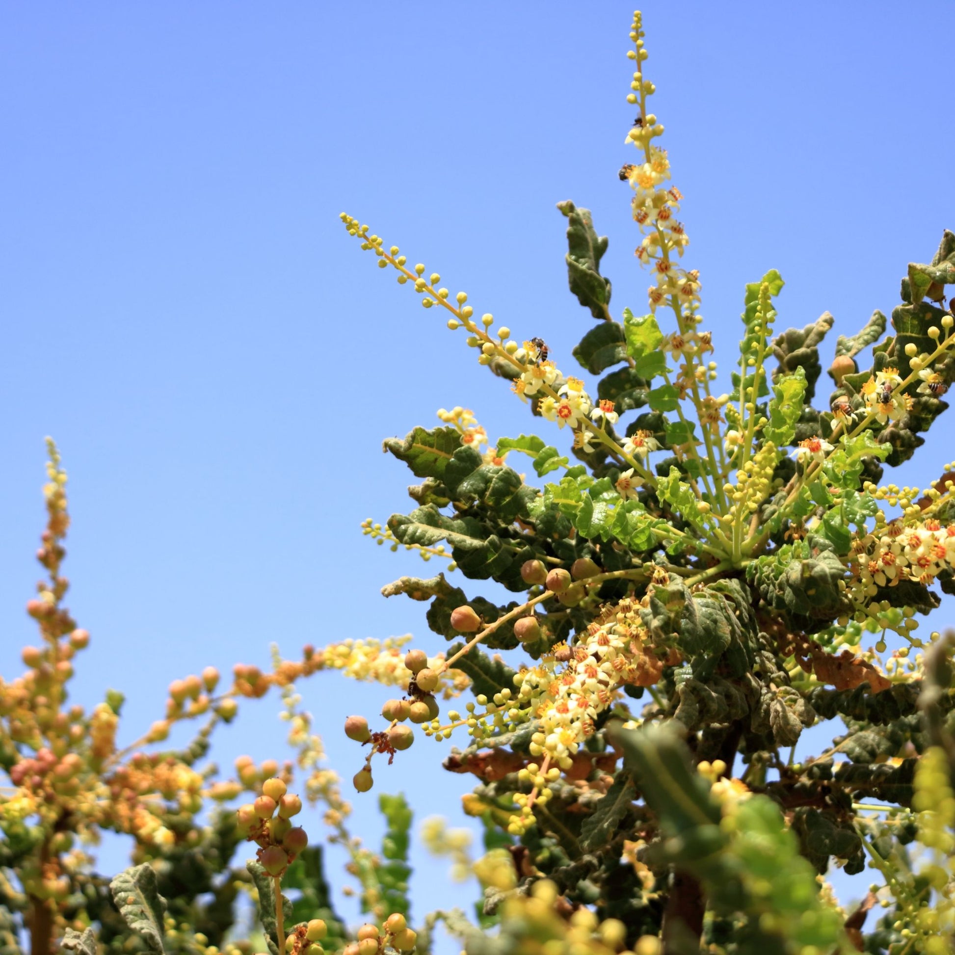 Frankincese Tree from Oman