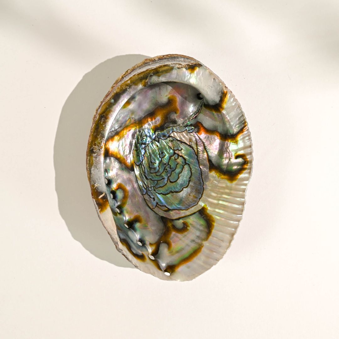 Abalone Shell