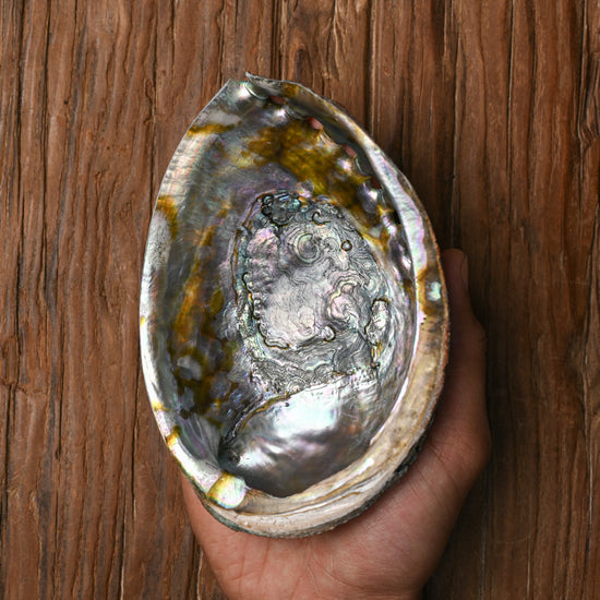 Natural Abalone Shell 1