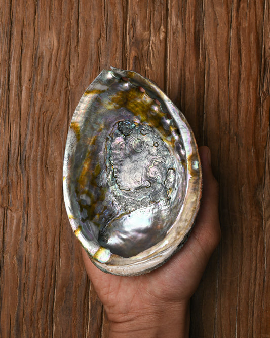 Natural Abalone Shell 1