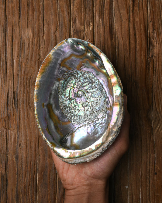 Natural Abalone Shell 11
