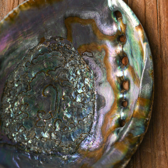 Natural Abalone Shell 3
