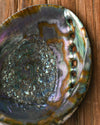 Natural Abalone Shell 3
