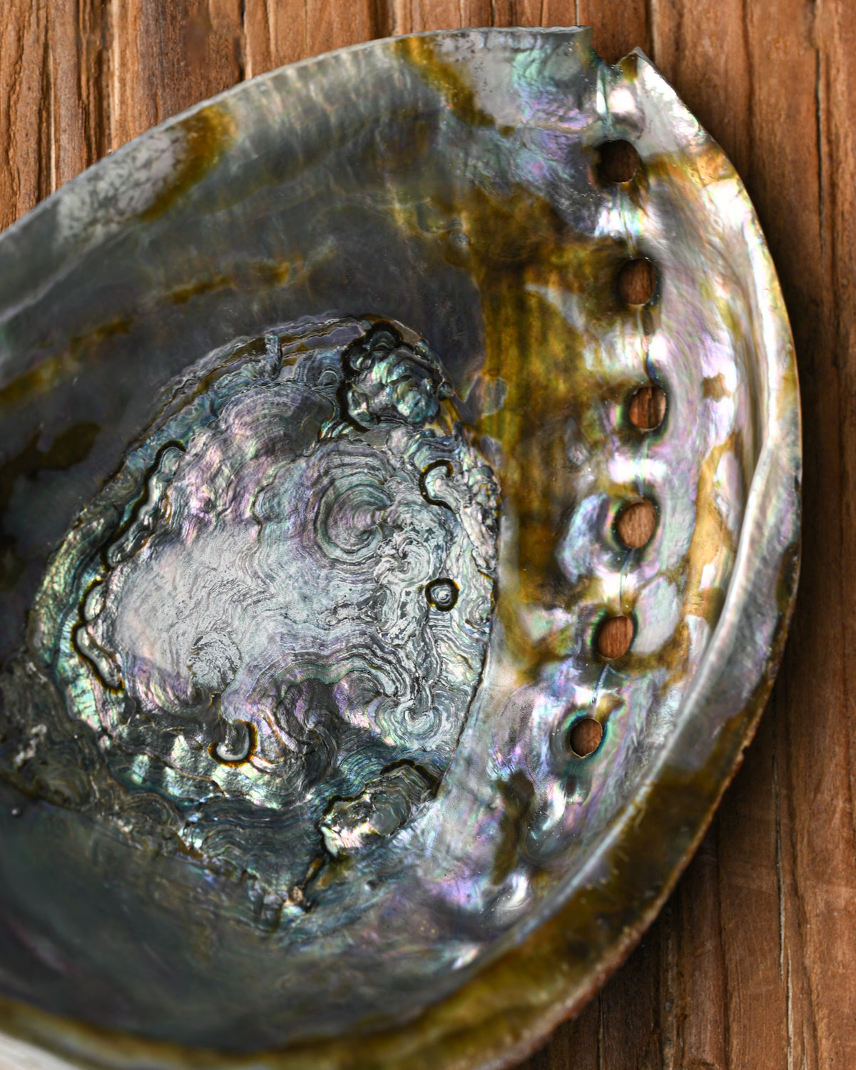 Natural Abalone Shell 333