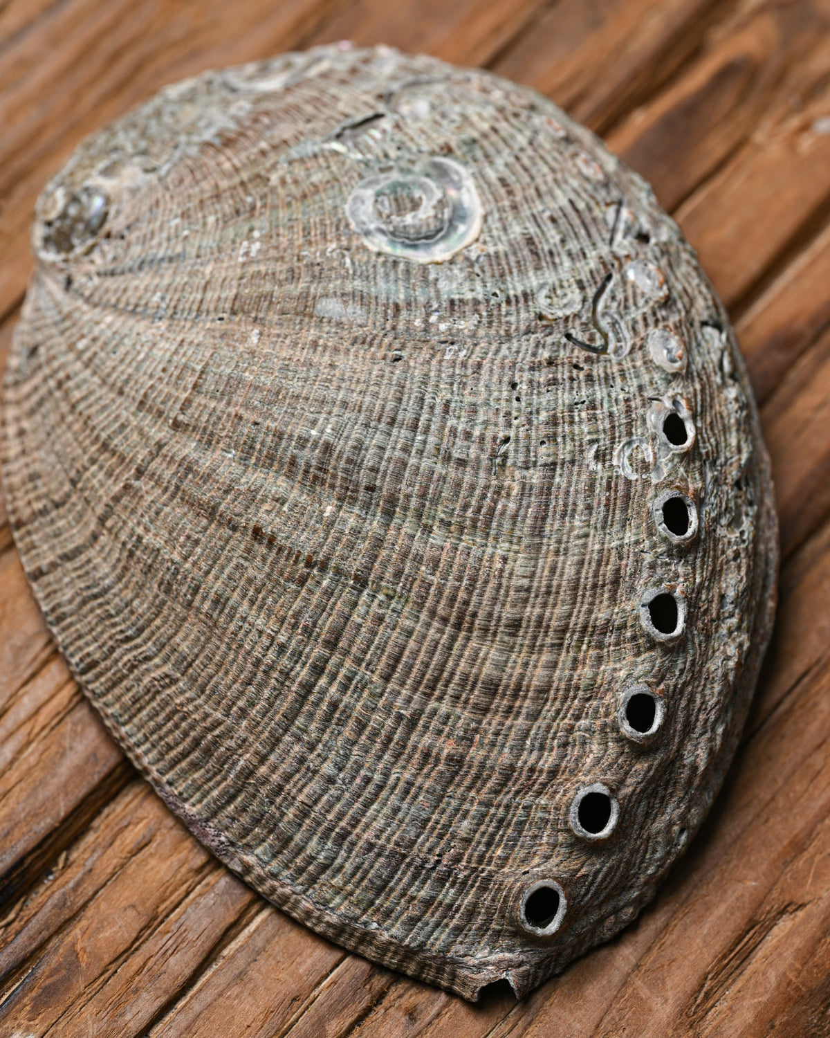 Natural Abalone Shell 4