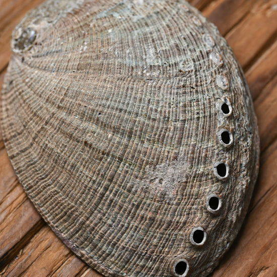 Natural Abalone Shell 444