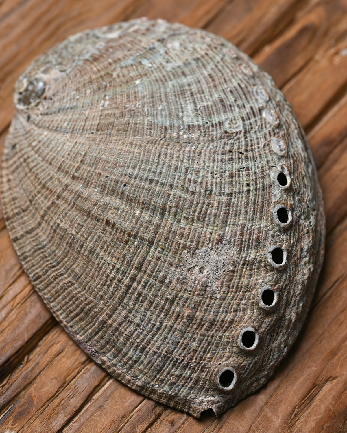 Natural Abalone Shell 444