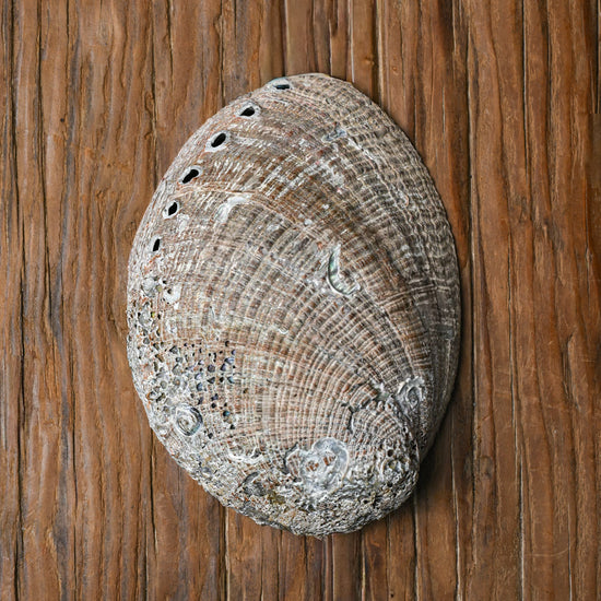 Natural Abalone Shell 5