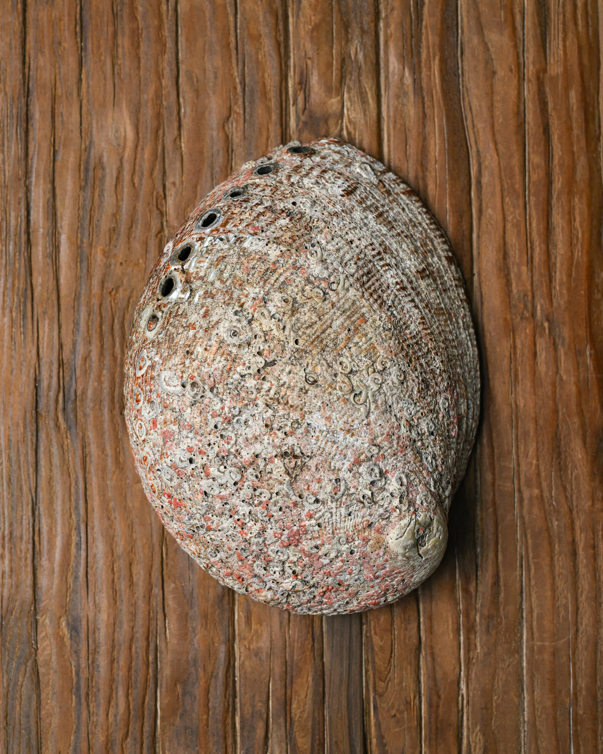 Natural Abalone Shell 555