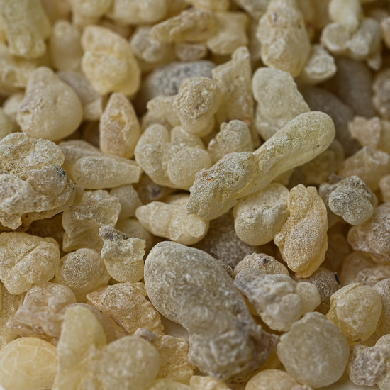 Close view of pale, translucent Hojari frankincense tears (Boswellia sacra) from Oman.