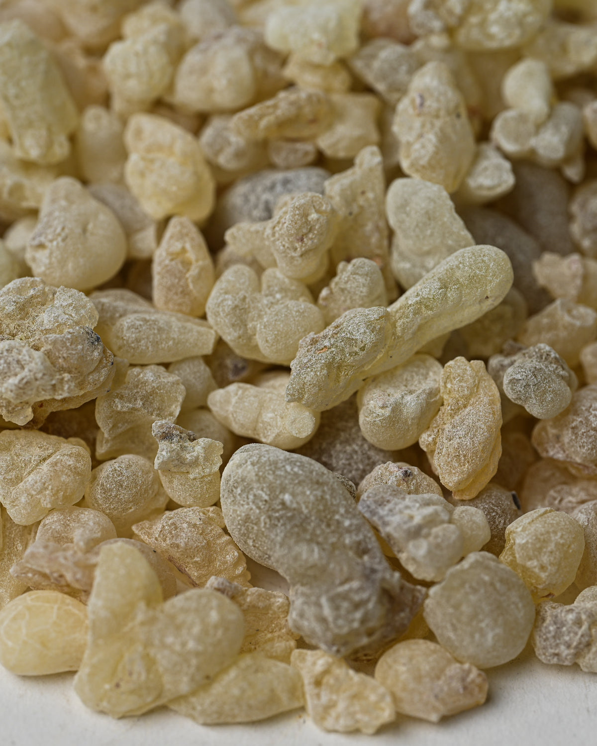 Close view of pale, translucent Hojari frankincense tears (Boswellia sacra) from Oman.