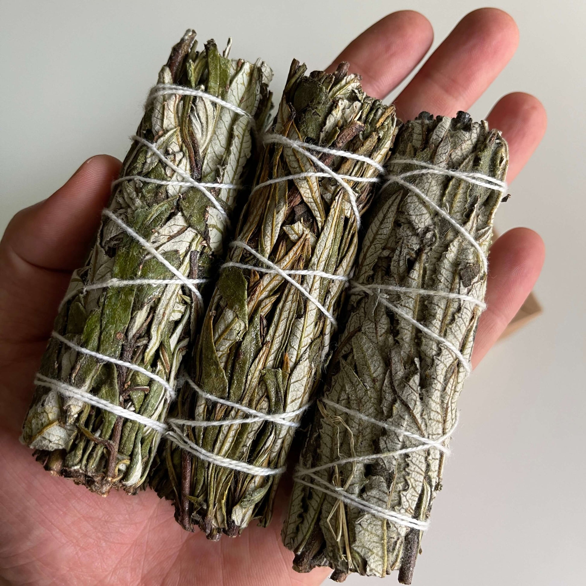 3 Smudge Sticksof Yerba Santa 4 Inch in Hands